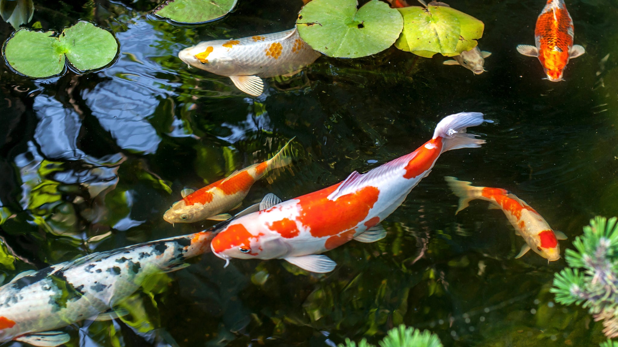 How to Master Koi Fish Care: Housing, Maintenance, and Problem Solving