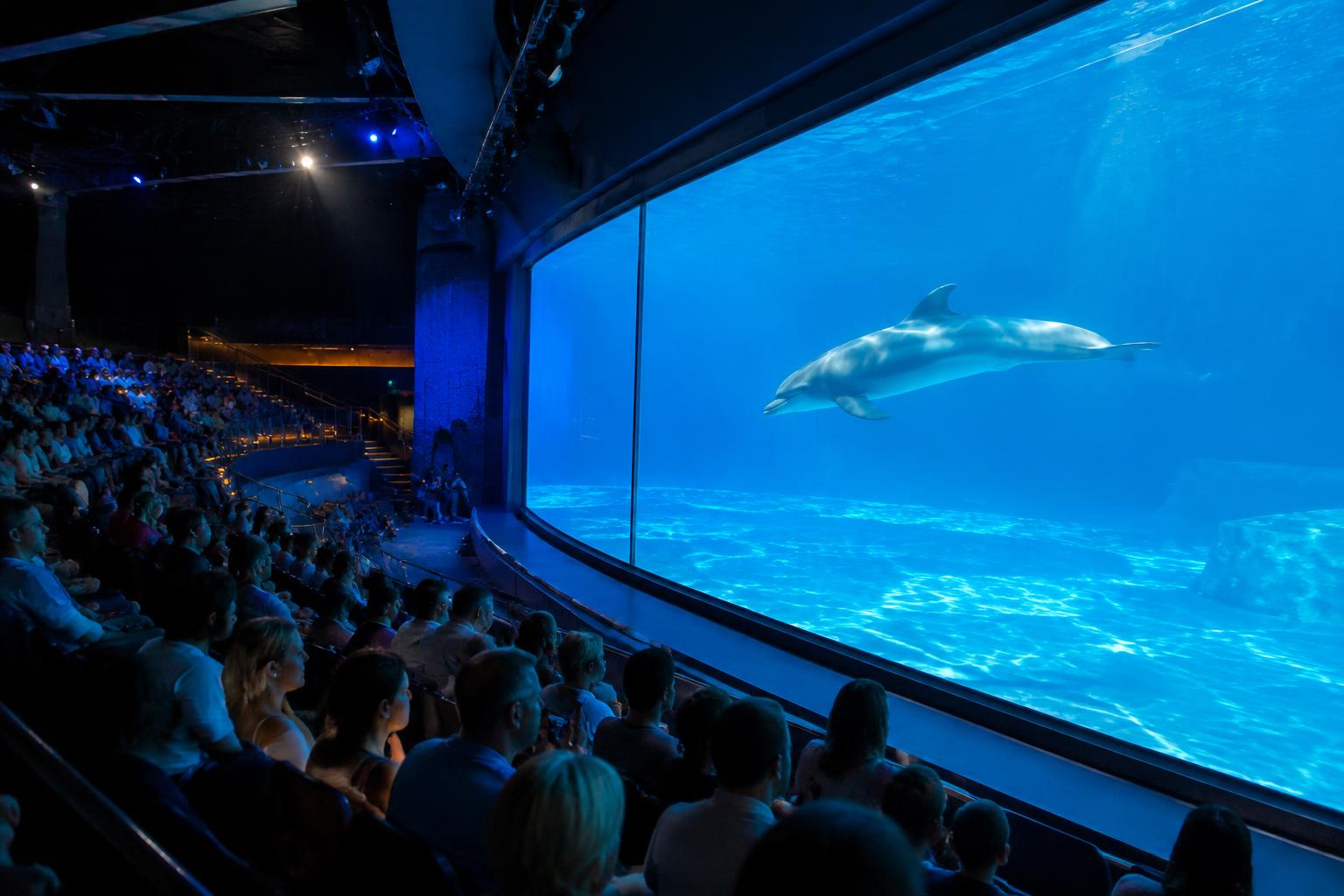 Aquatic show theater audience watching a dolphin swim past a massive acrylic viewing window