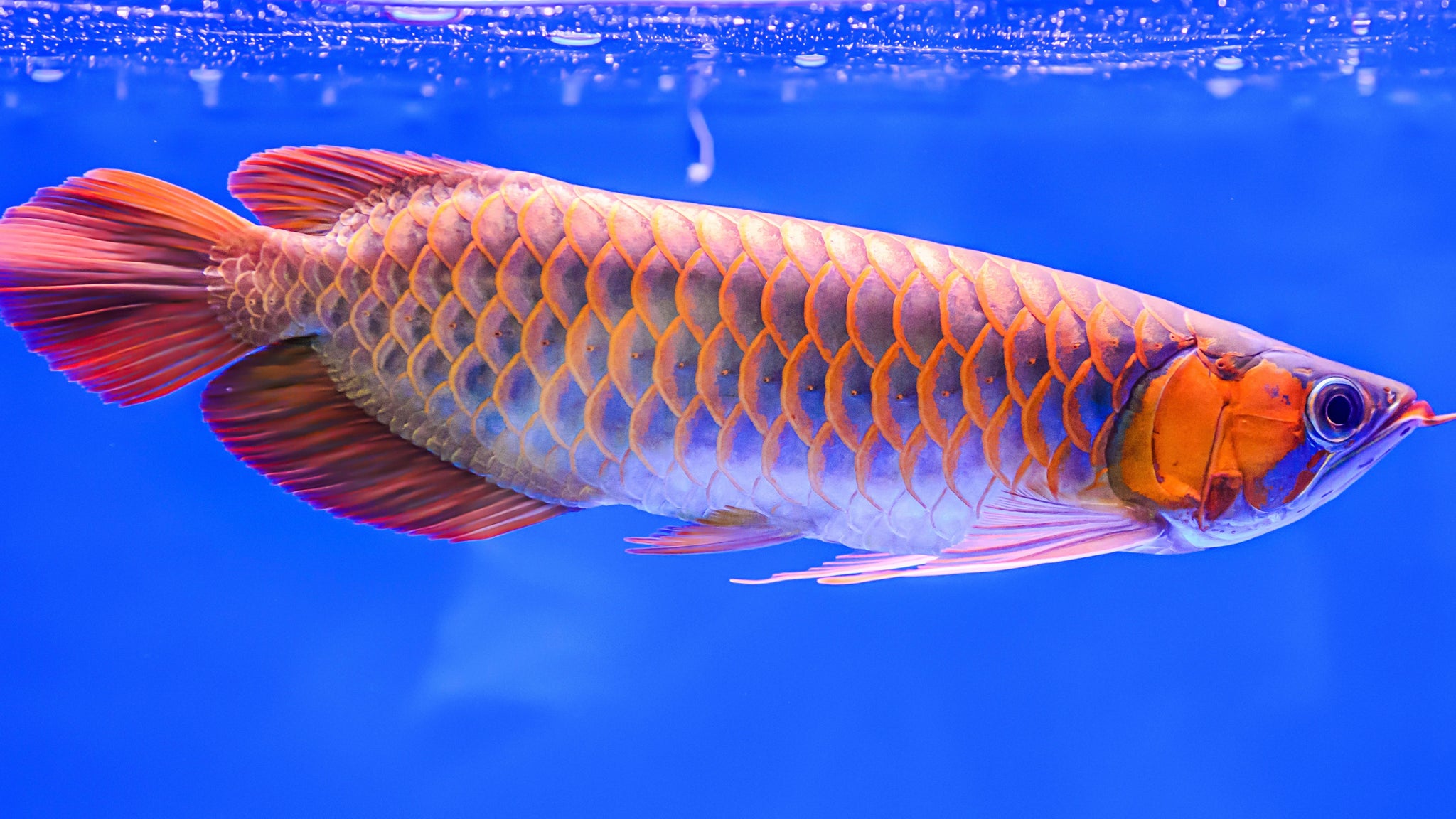 Aro Fish Ultimate Arowana How to Care Guide: Unlock the Secrets to Thriving Aro ...